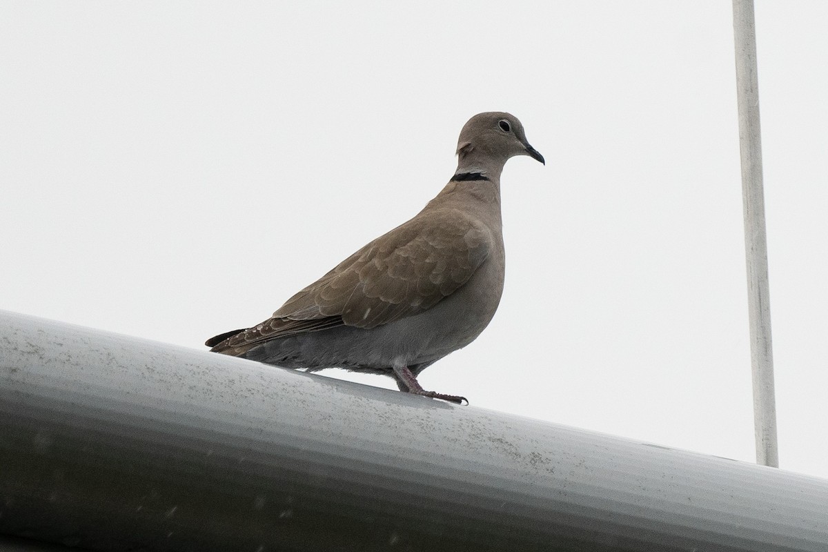 Eurasian Collared-Dove - ML278552231