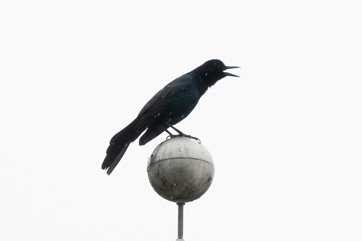 Boat-tailed Grackle - ML278552281