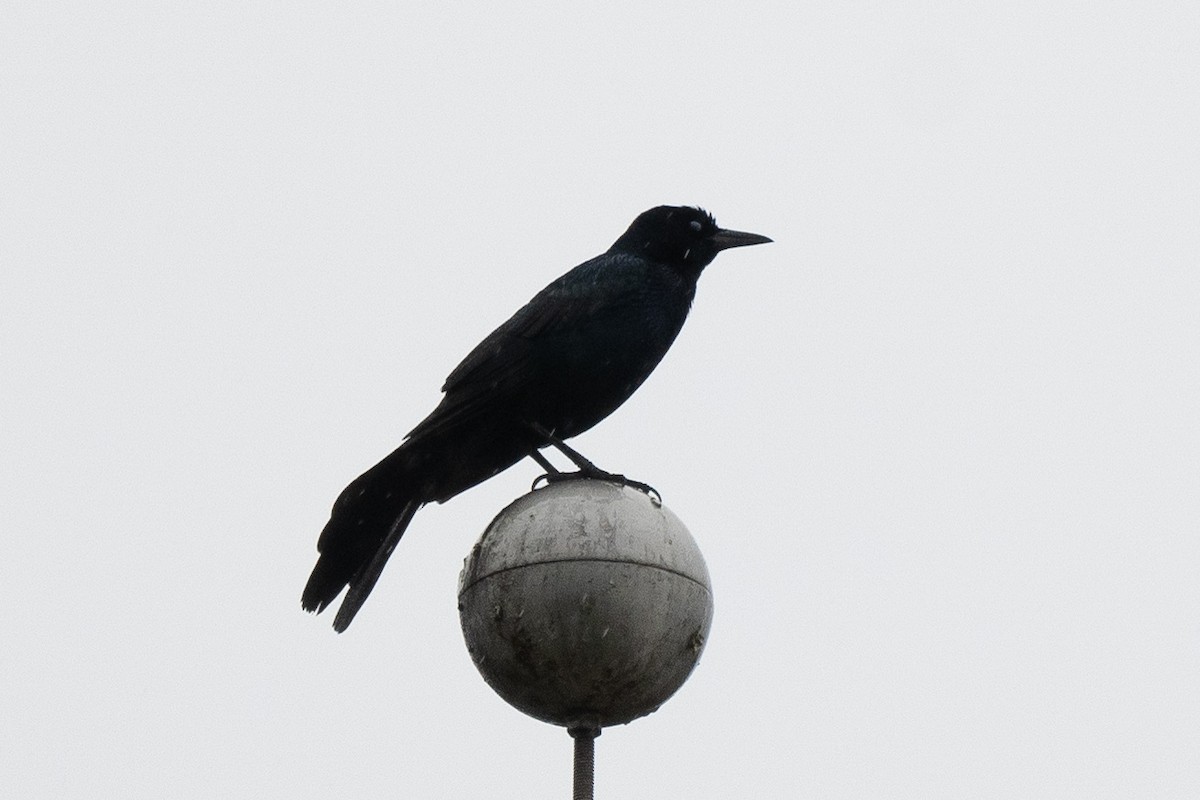 Boat-tailed Grackle - ML278552291