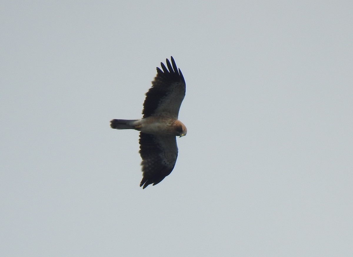 Booted Eagle - ML278554811