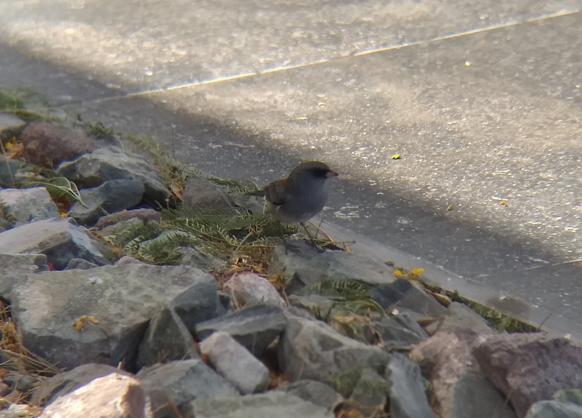 Dark-eyed Junco - ML278555251