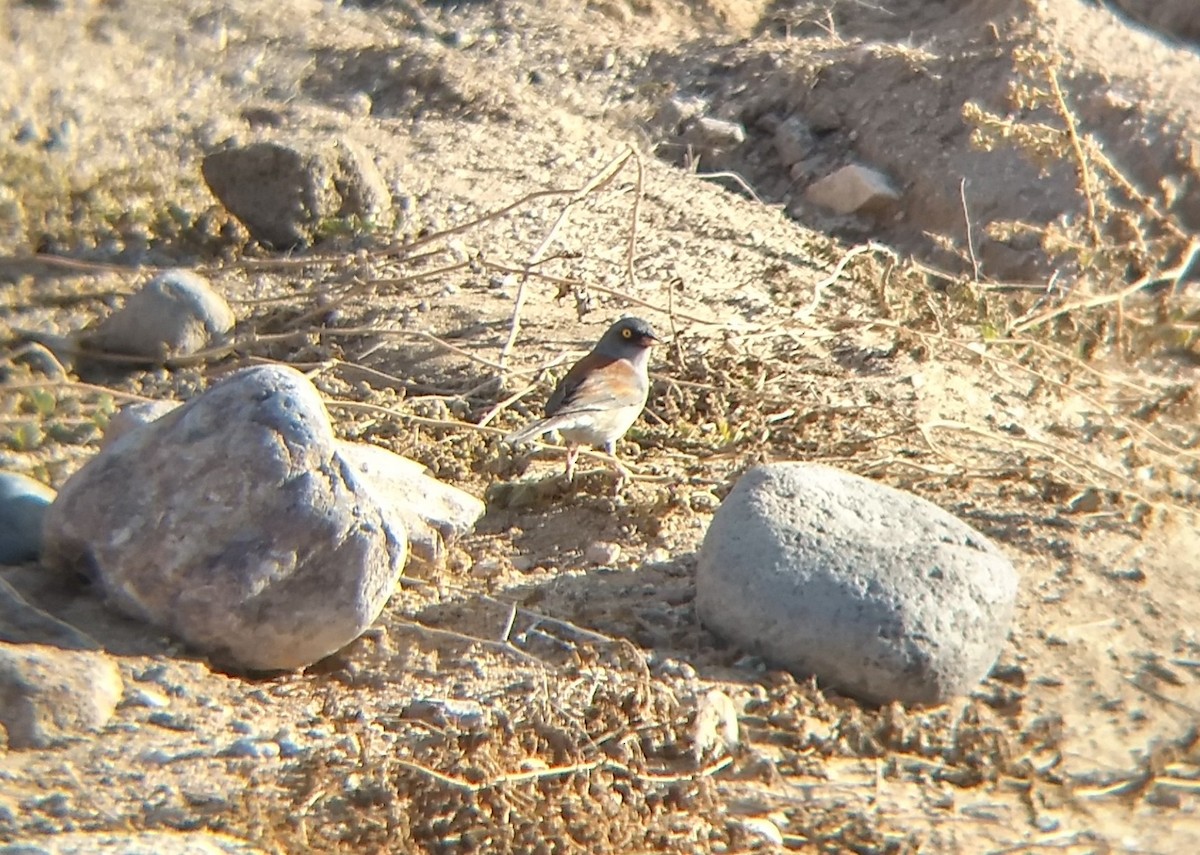 Yellow-eyed Junco - ML278556141