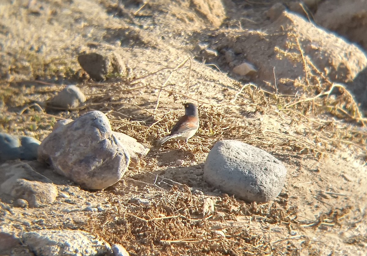 Yellow-eyed Junco - ML278556201