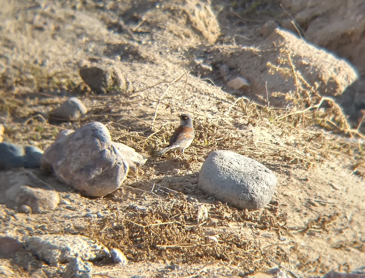 Yellow-eyed Junco - ML278556211