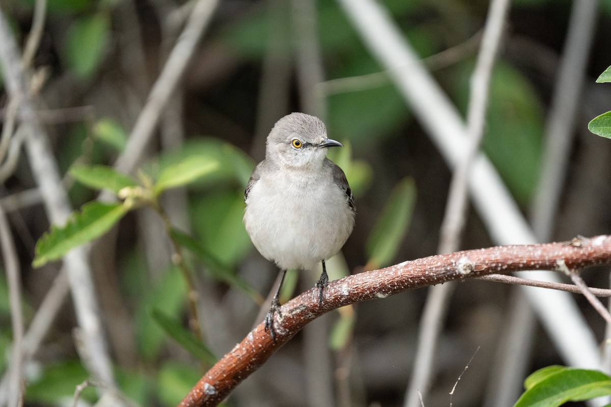 Northern Mockingbird - ML278557981