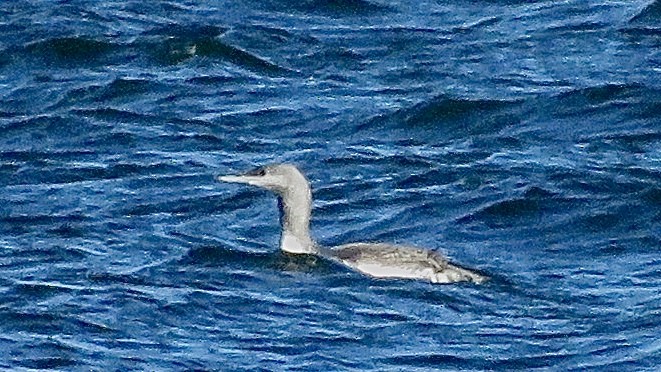 Red-throated Loon - Nick Komar