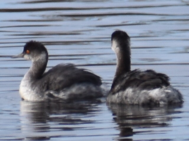 Eared Grebe - ML278558611