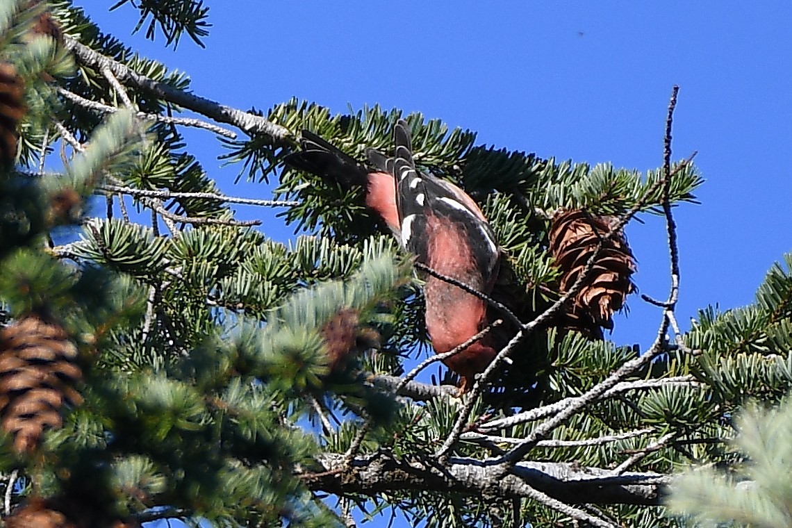 White-winged Crossbill - Nathan Hentze