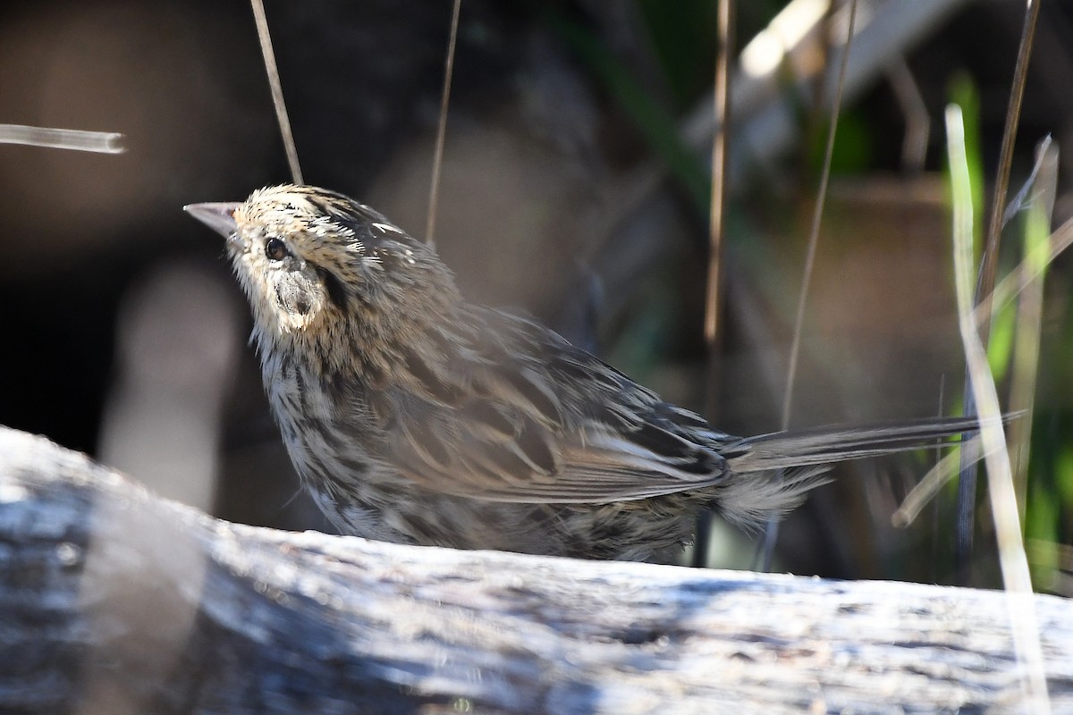 LeConte's Sparrow - ML278558961
