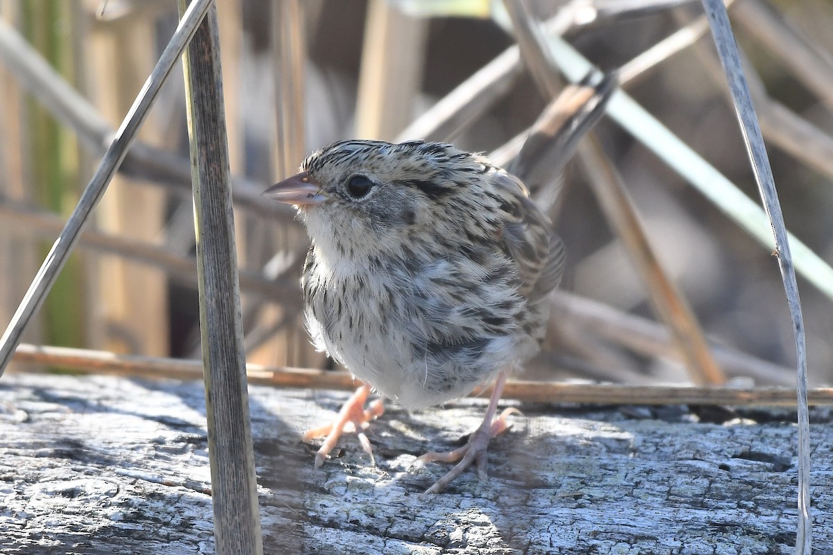 LeConte's Sparrow - ML278558971