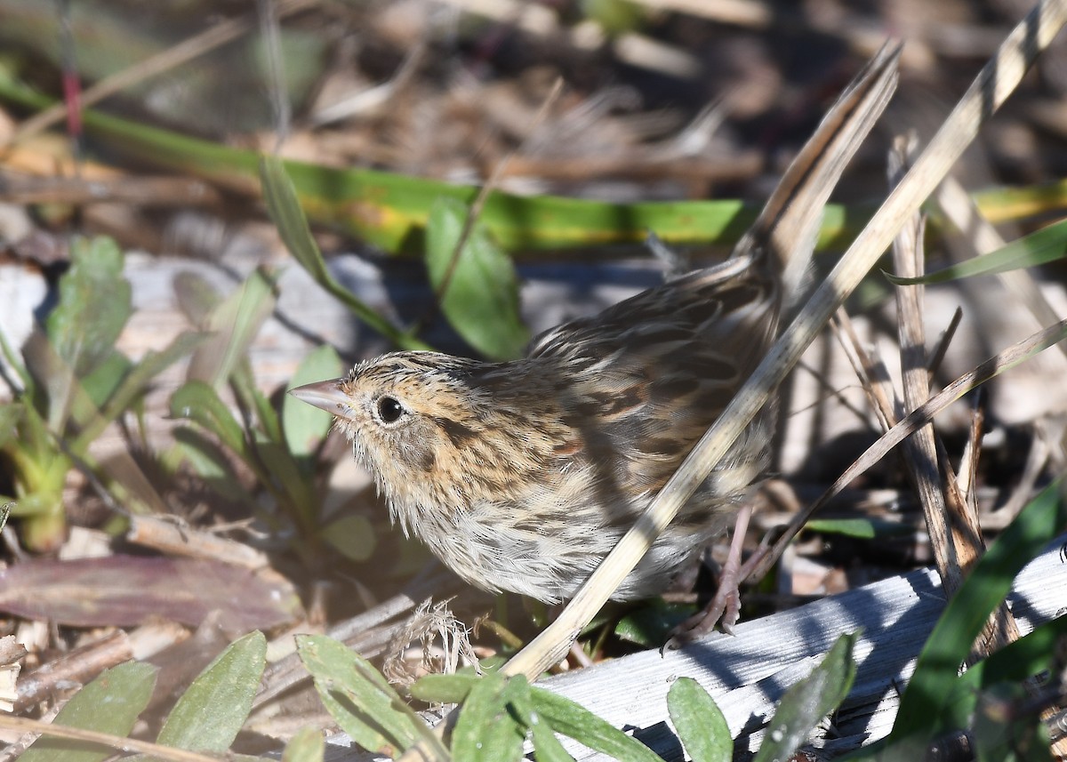LeConte's Sparrow - ML278558981