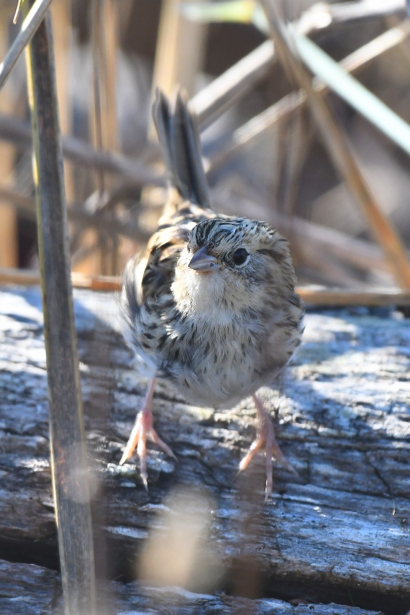 LeConte's Sparrow - ML278558991