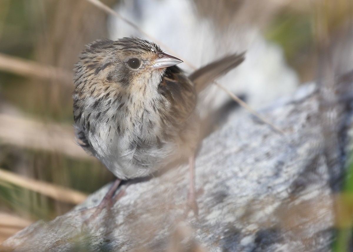 LeConte's Sparrow - ML278559001