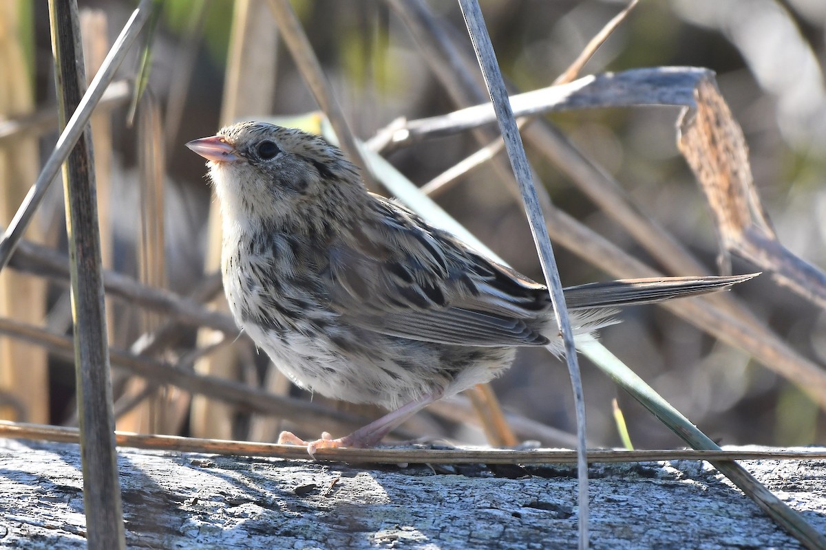 LeConte's Sparrow - ML278559011