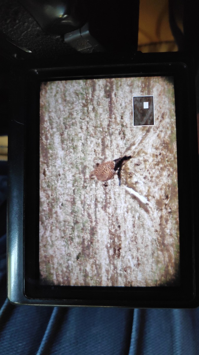 Eurasian Kestrel - ML278559191