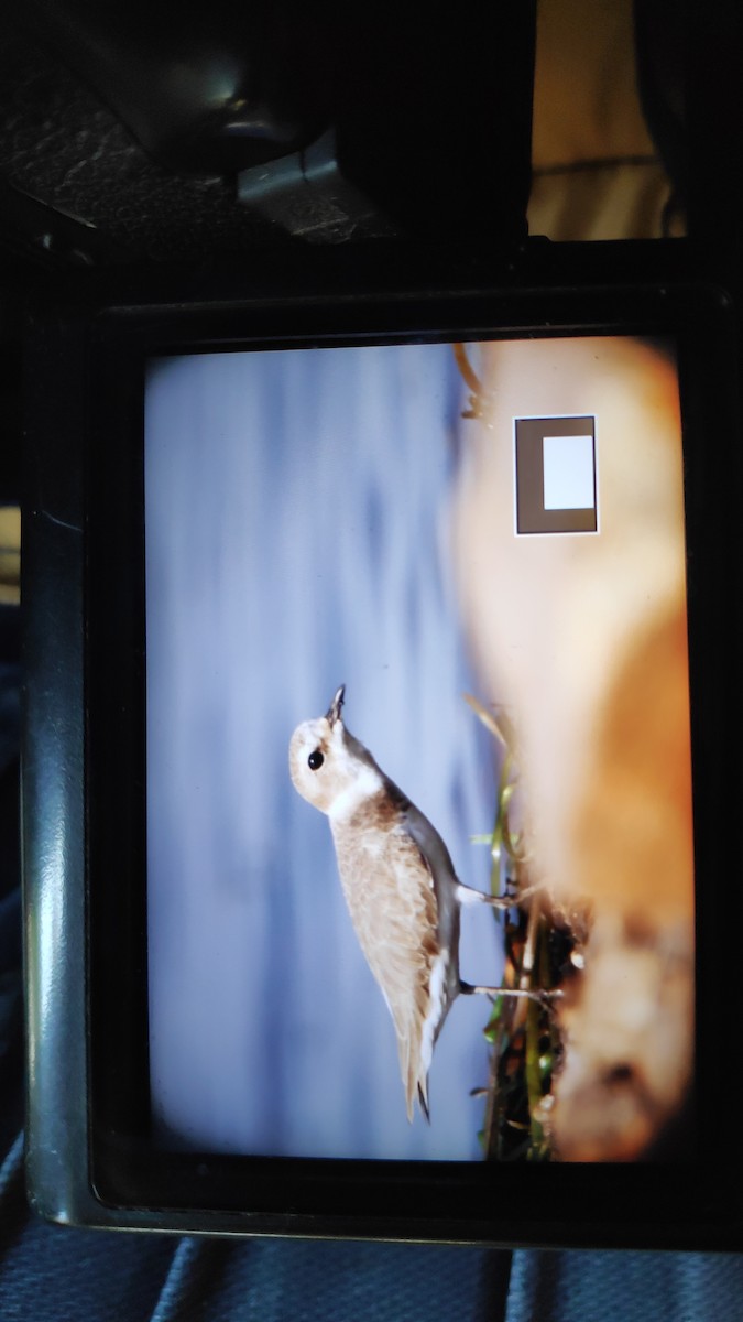 Kentish Plover - ML278559391