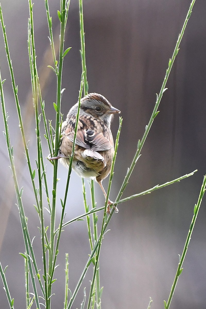 Swamp Sparrow - Nathan Hentze