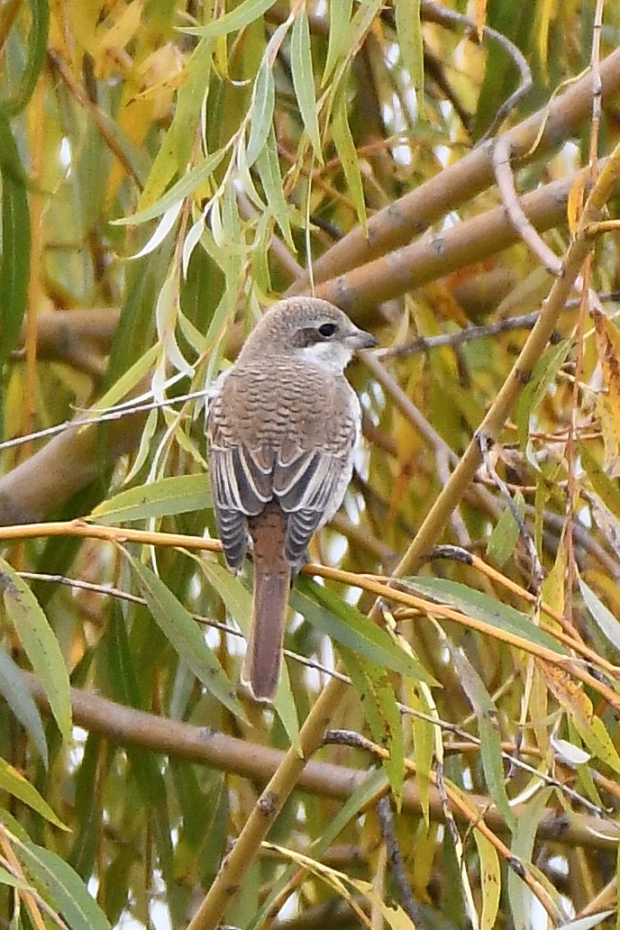 Red-backed Shrike - ML278560361