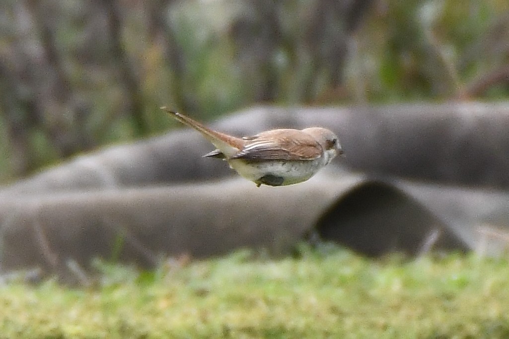 Red-backed Shrike - ML278560371