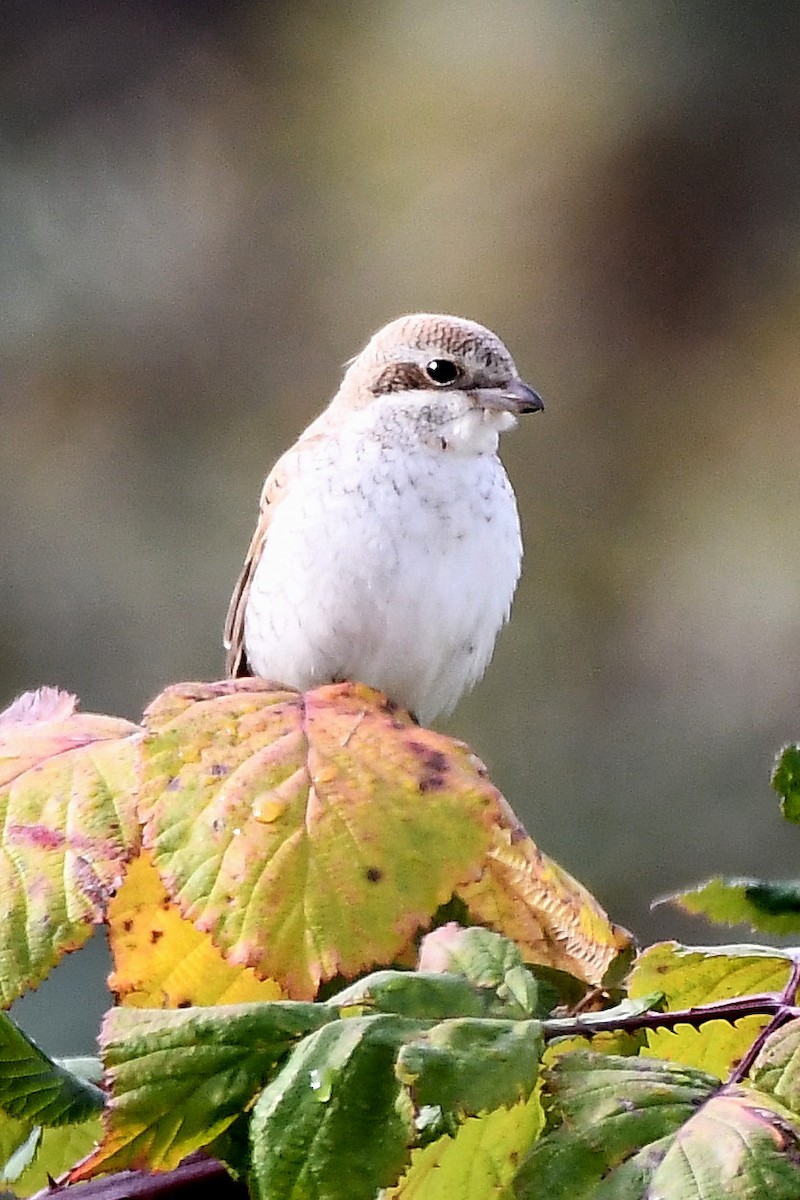 Red-backed Shrike - ML278560381