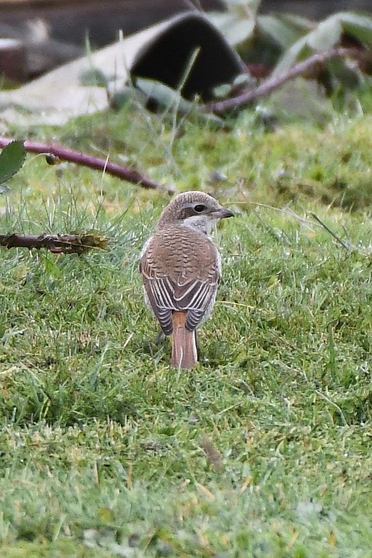 Red-backed Shrike - ML278560391