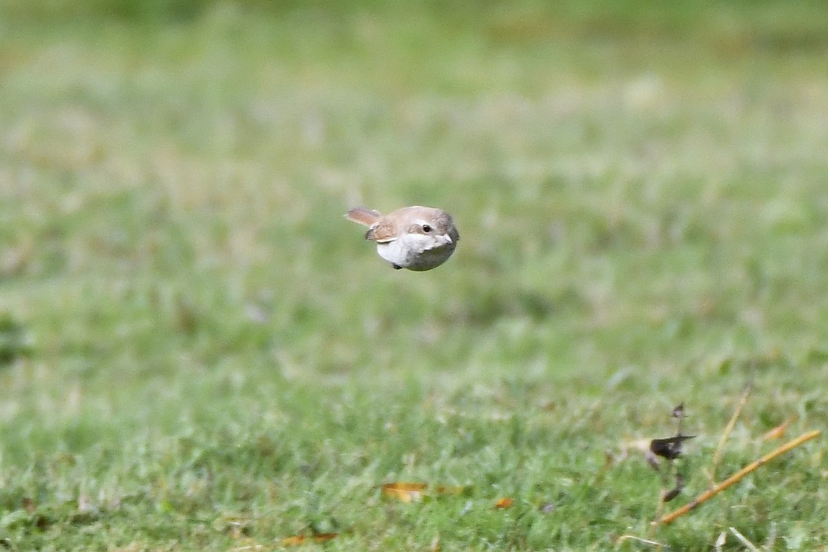 Red-backed Shrike - ML278560401