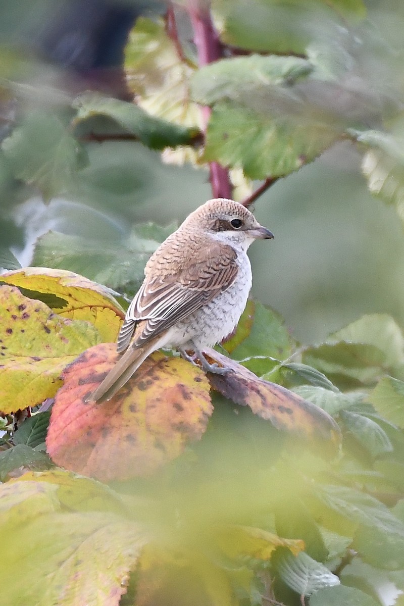 Red-backed Shrike - ML278560411