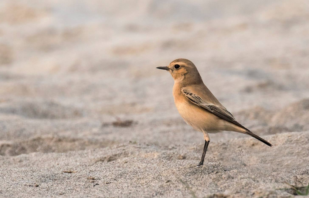 Desert Wheatear - Nepal Important  Bird Records