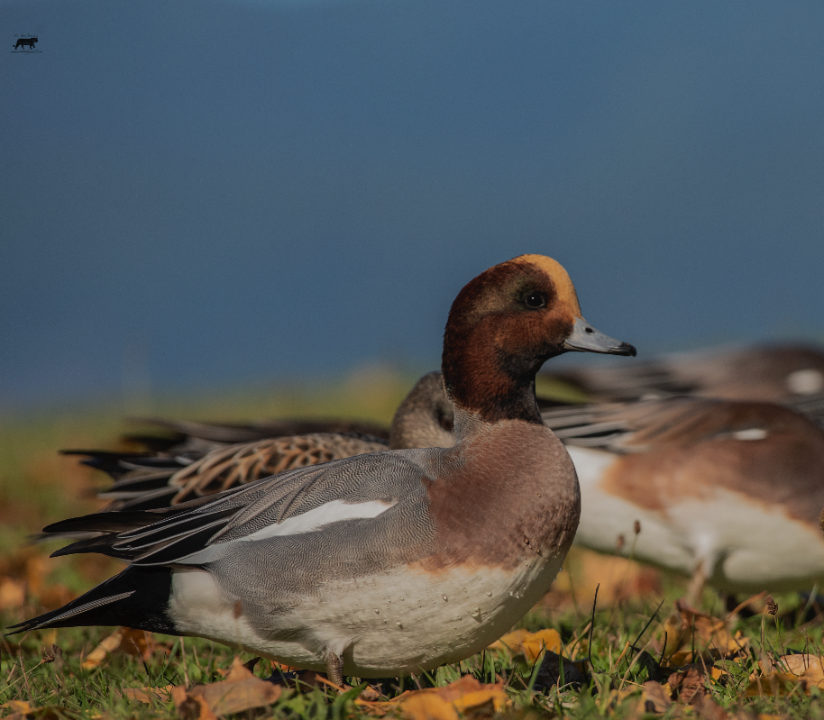 Eurasian Wigeon - ML278563771