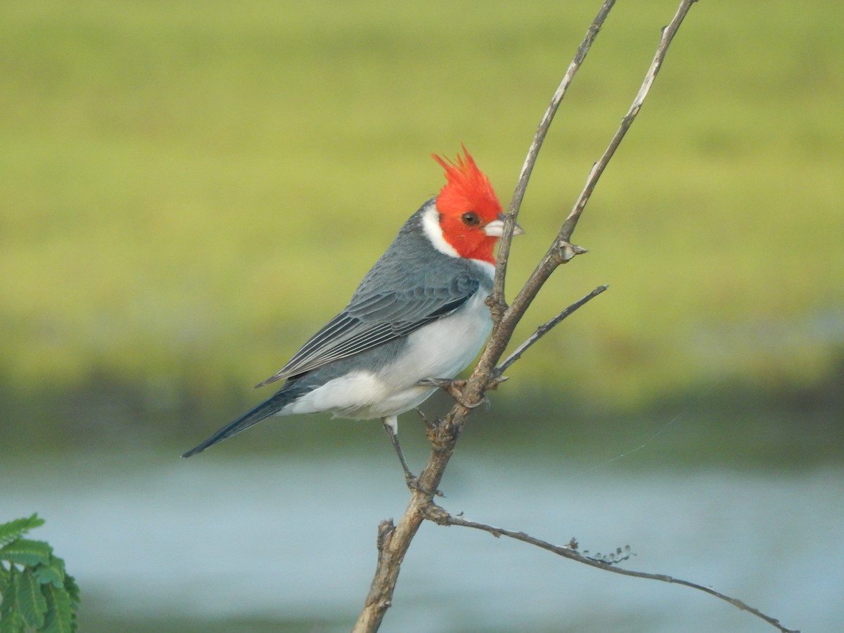 Red-crested Cardinal - Jennifer Rothe