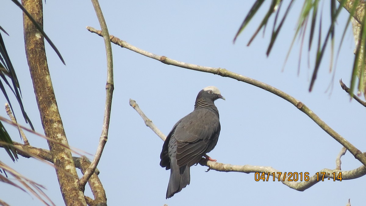 White-crowned Pigeon - Audrey Whitlock