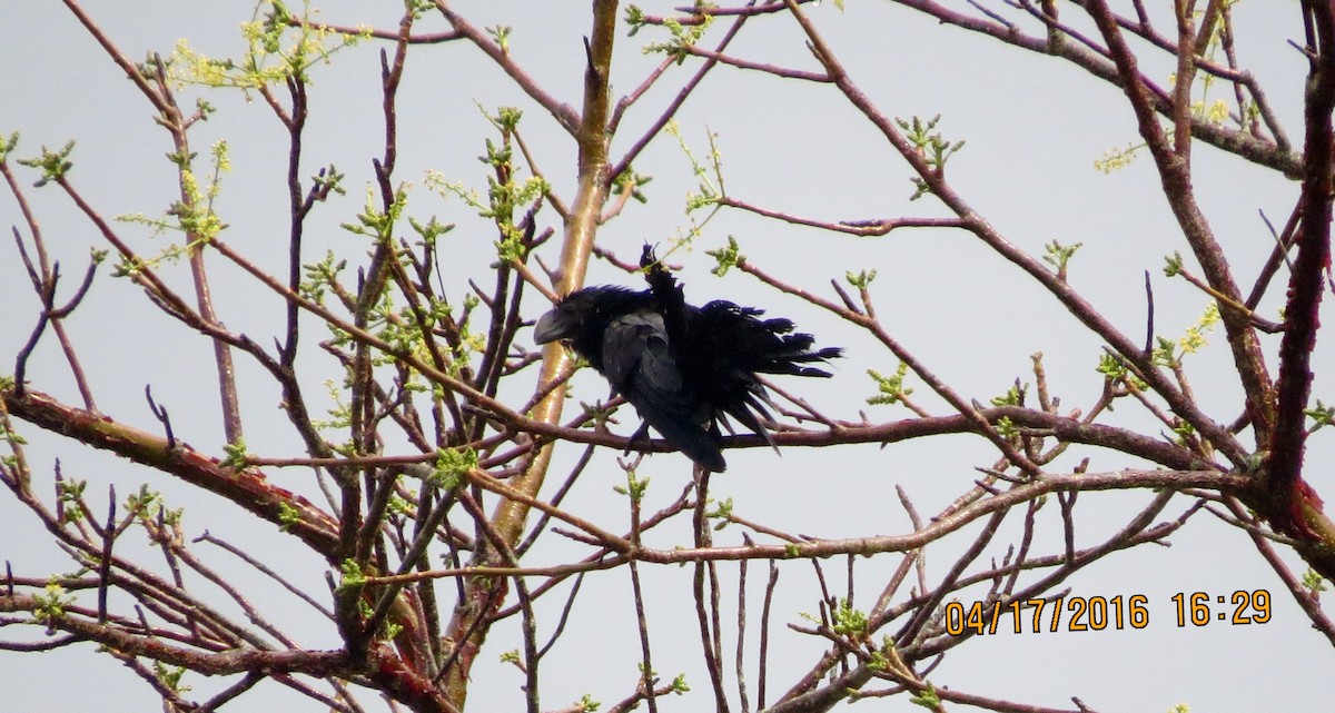 Smooth-billed Ani - Audrey Whitlock