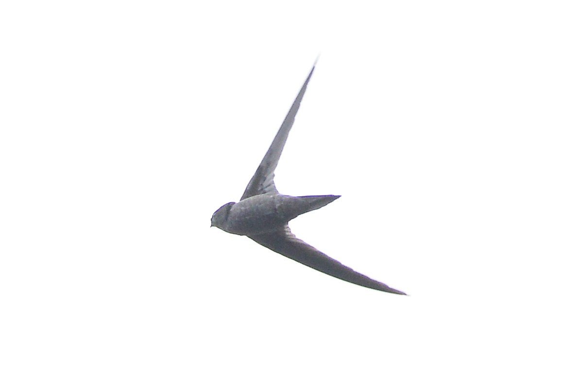 Asian Palm Swift - Harn Sheng Khor