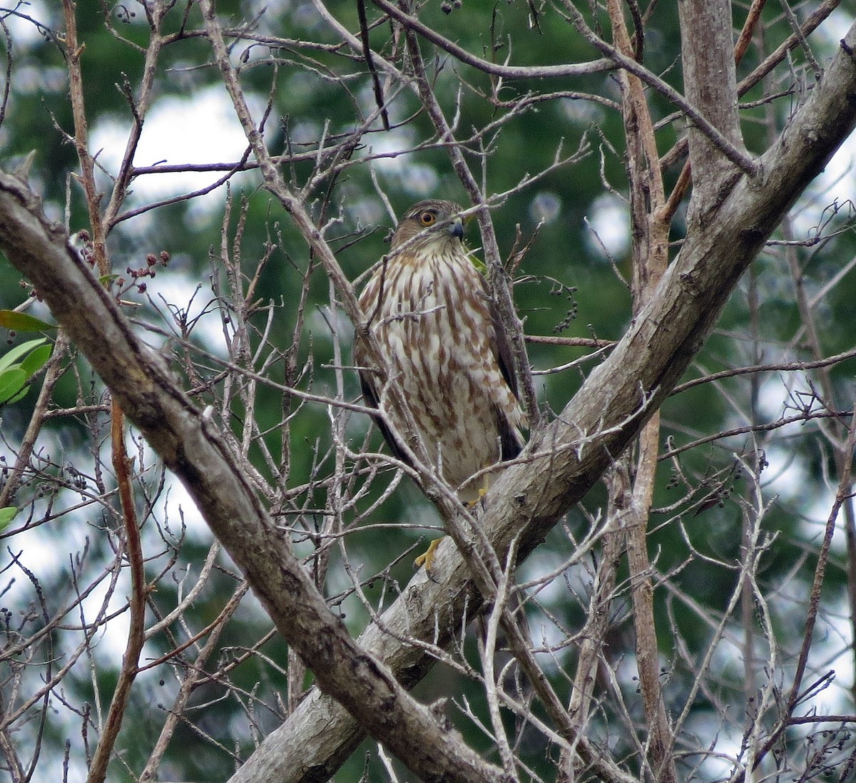 Sharp-shinned Hawk - ML27856611