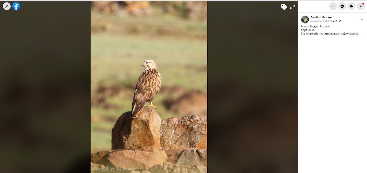 Long-legged Buzzard - ML278569121