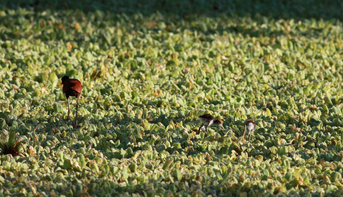 Rotstirn-Blatthühnchen [jacana-Gruppe] - ML27857081