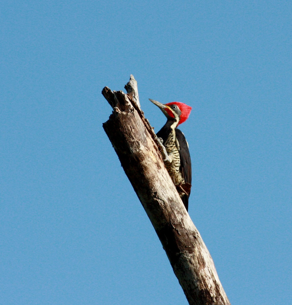 Lineated Woodpecker - ML27857491