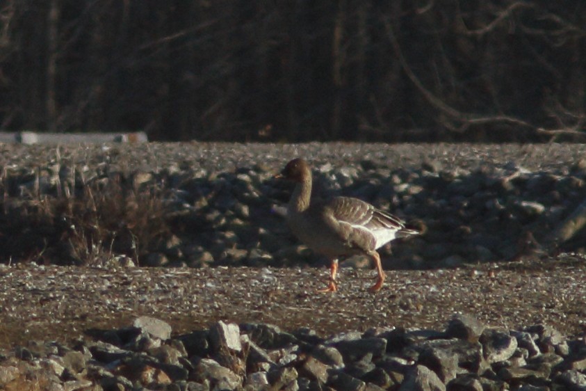 Tundra Bean-Goose - ML278575251