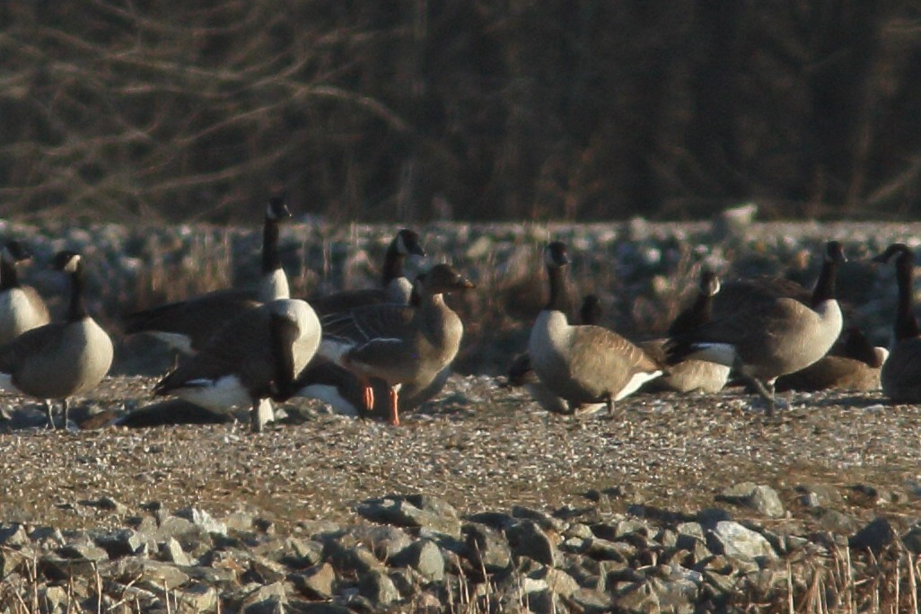 Tundra Bean-Goose - Anonymous