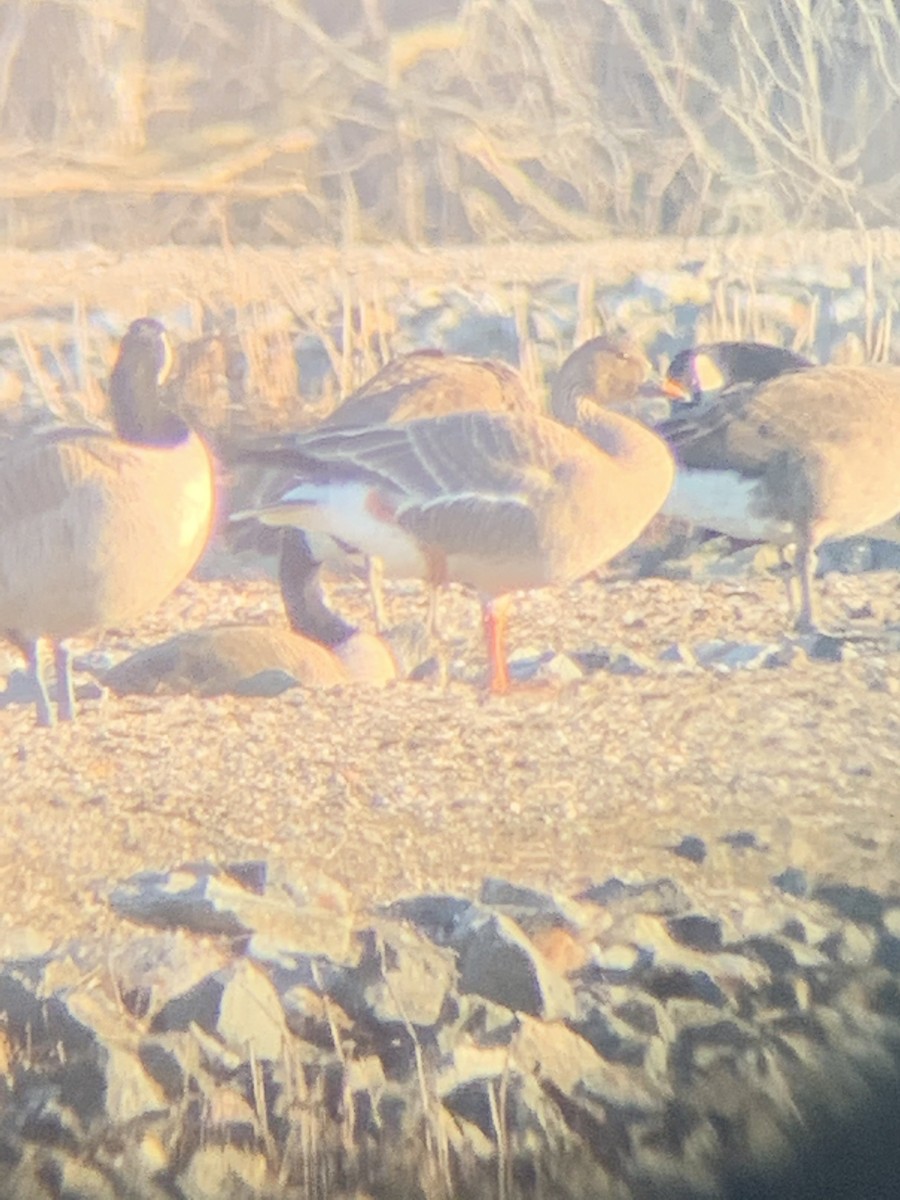 Tundra Bean-Goose - ML278575401