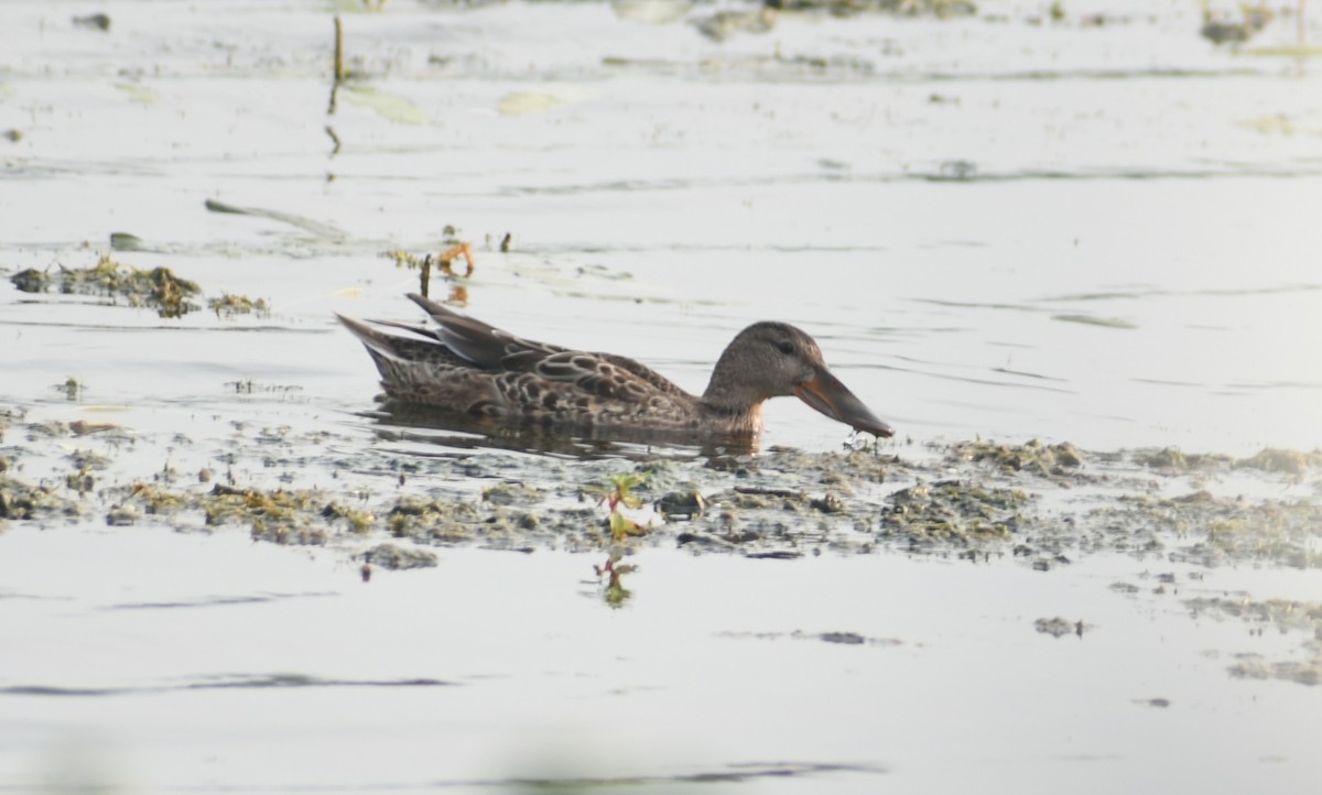 Northern Shoveler - ML278575721