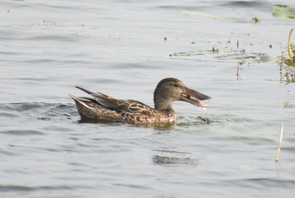 Northern Shoveler - ML278575731