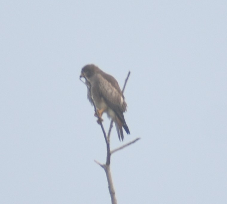 White-eyed Buzzard - ML278576061