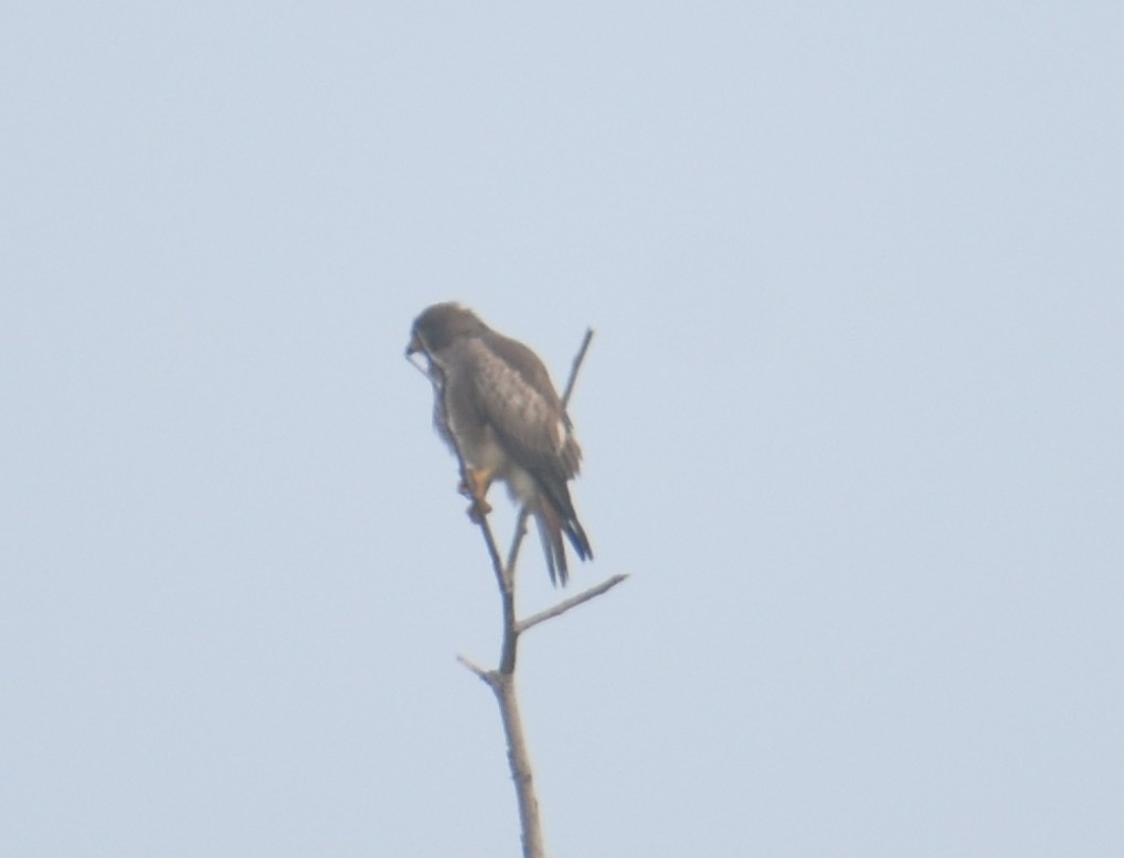 White-eyed Buzzard - ML278576071