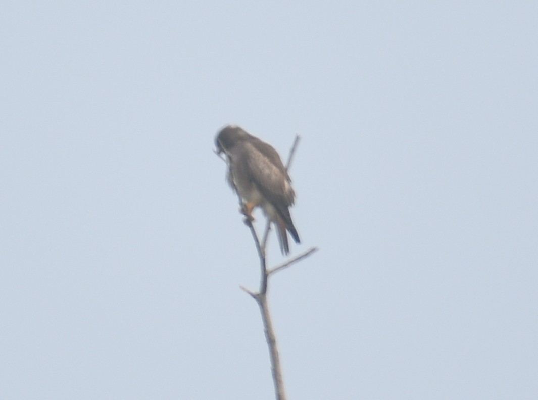 White-eyed Buzzard - ML278576081