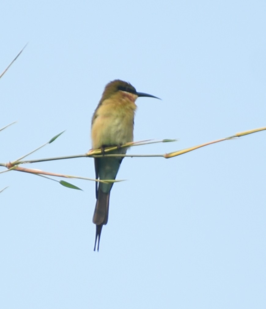Blue-tailed Bee-eater - Angeline Mano M