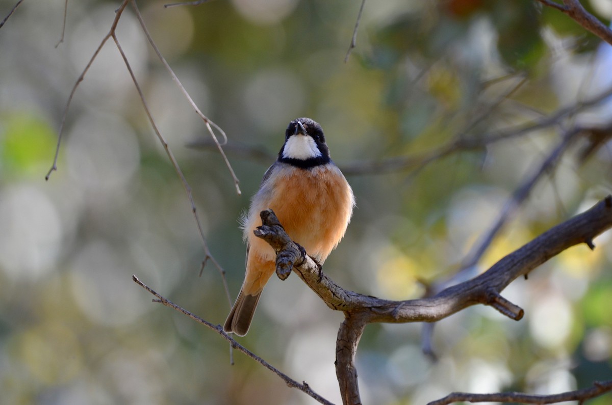 Rufous Whistler - ML278576451