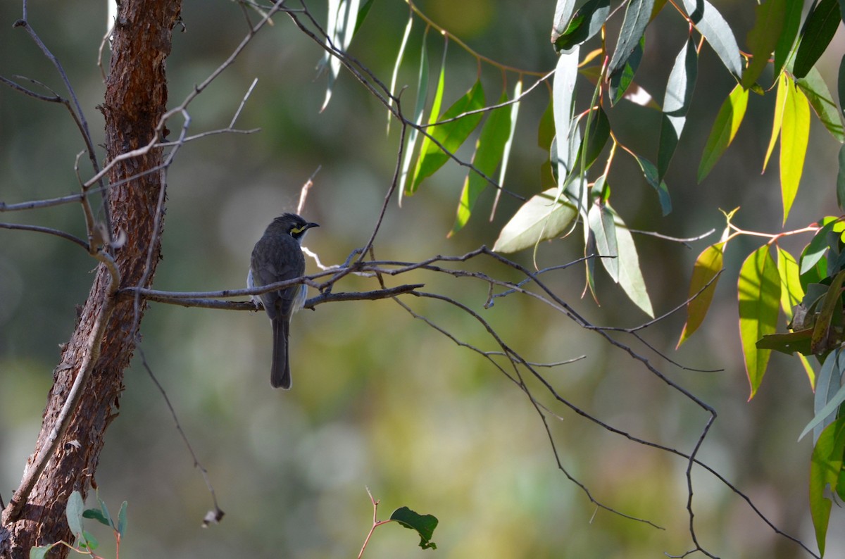 Yellow-faced Honeyeater - Lucas Russell