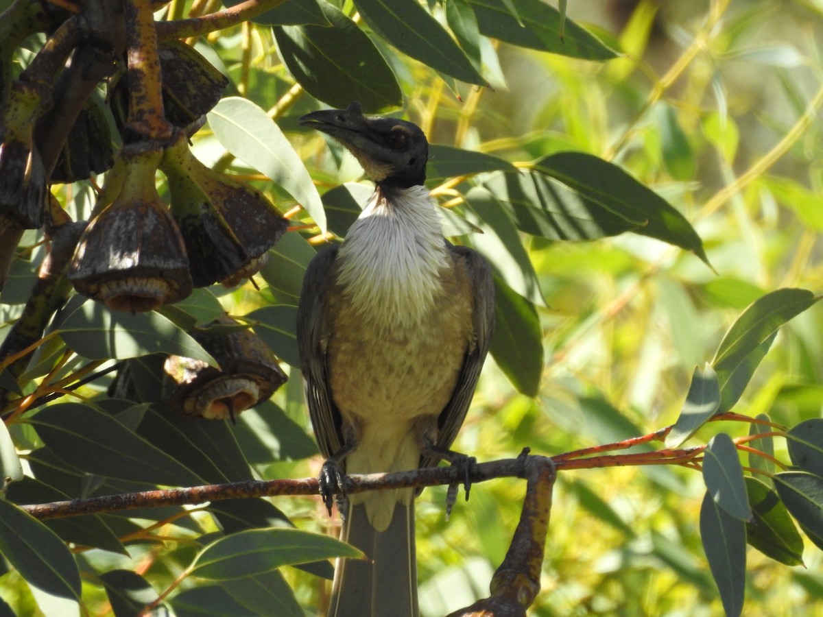 Noisy Friarbird - ML278577361