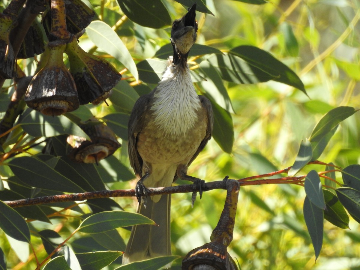 Noisy Friarbird - ML278578381
